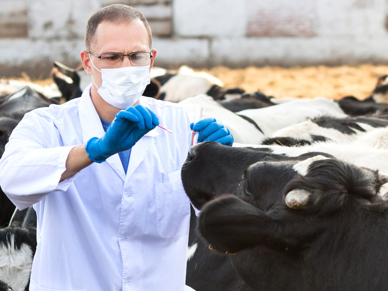 Amtstierarzt, Hygienekontrollen, Schlachttier- und Fleischuntersuchung