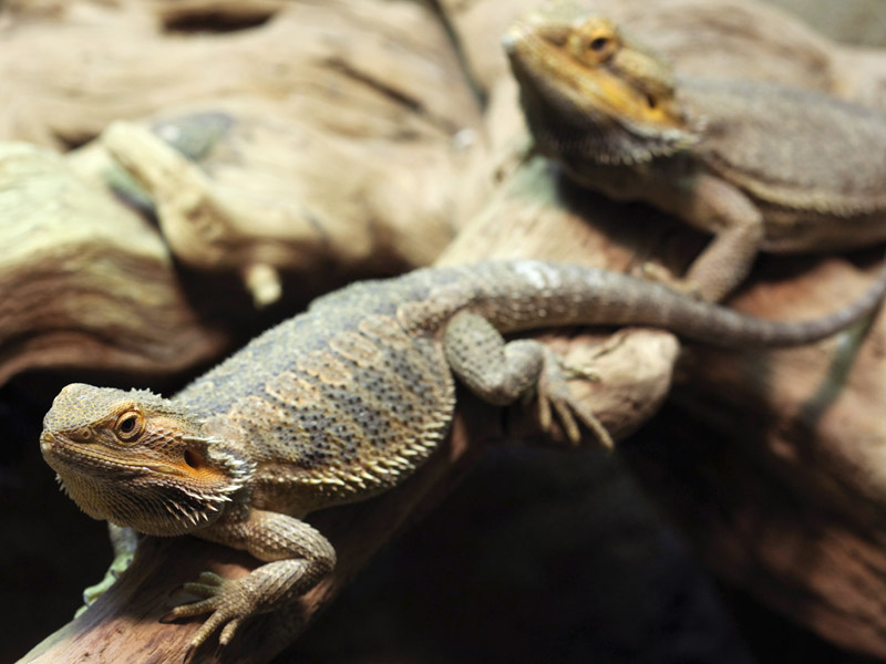 Wildtiere (Reptilien, Amphibien, etc.)