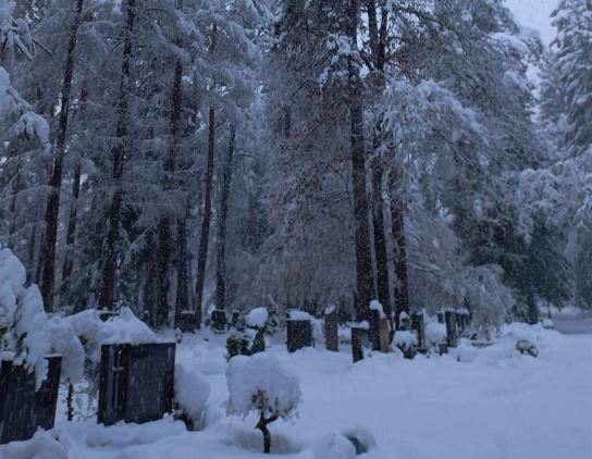 Der Waldfriedhof ist aus Sicherheitsgründen derzeit gesperrt. 