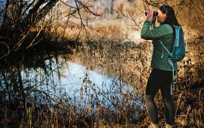 Kostenlose Vogelbeobachtungs-Touren ab Jänner