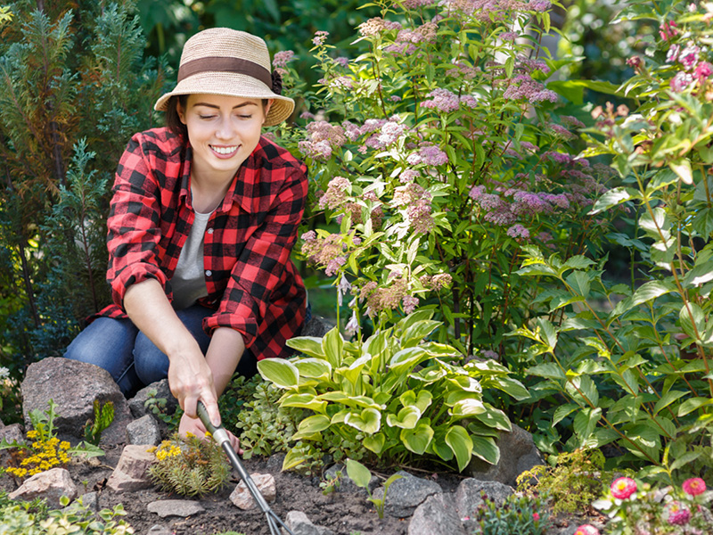 Natur im Garten: Regeneration durch Waldgärten
