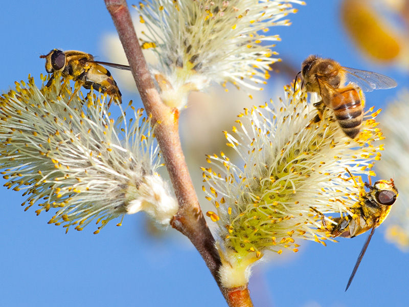  Subvention Bestäubungsprämie