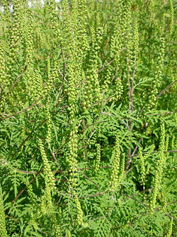Ragweed oder Ambrosie, Traubenkraut