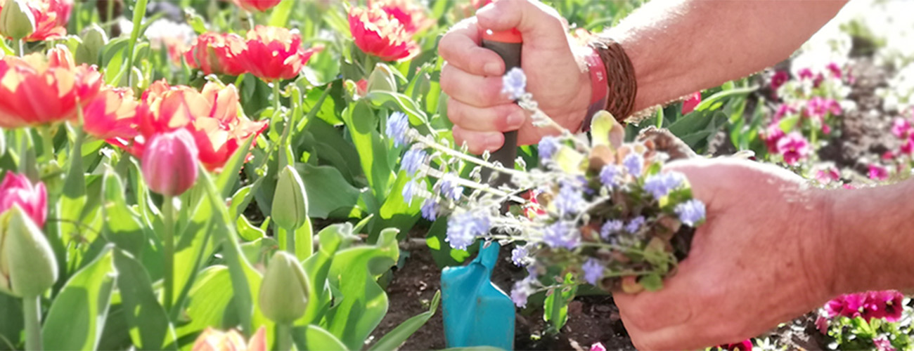 Hände bei Gartenarbeit