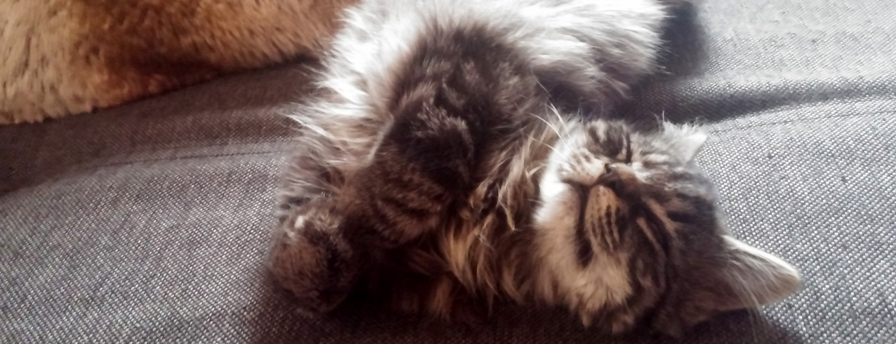 Eine getigerte Katze liegt auf der Couch