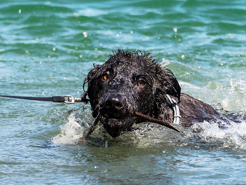 Badeplätze für Hunde