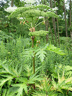 Riesenbärenklau oder Herkulesstaude