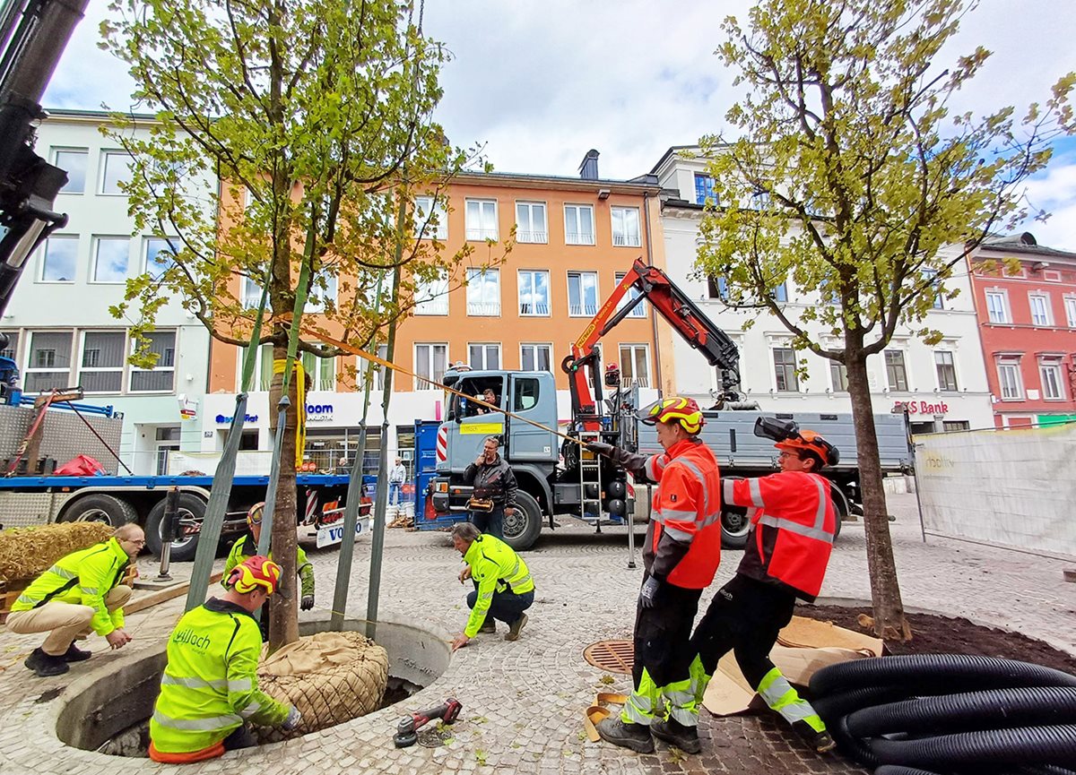 Neue Schwammstadtbäume wurden auf dem Villacher Hauptplatz gepflanzt.