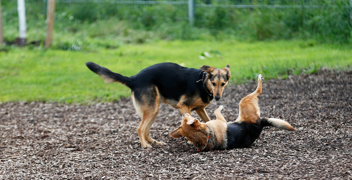 Hundefreilaufzone St. Magdalen