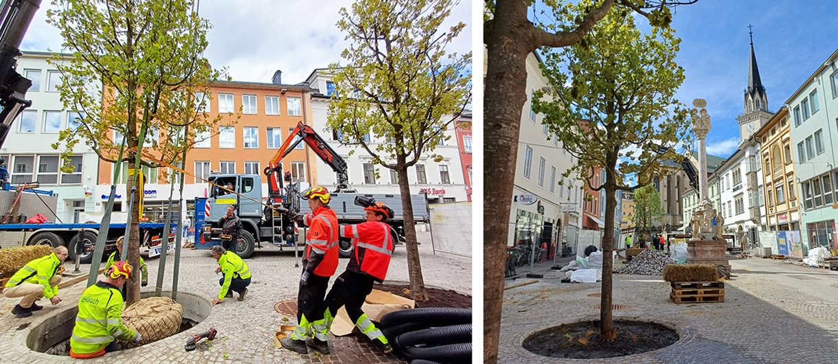 Neue Schwammstadtbäume wurden auf dem Villacher Hauptplatz gepflanzt.