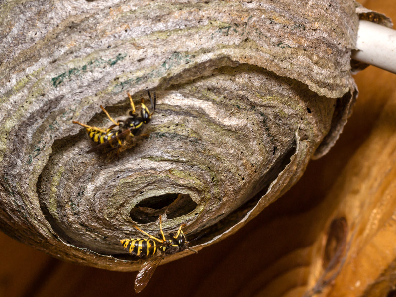Wespen/Hornissen-Umsiedlung