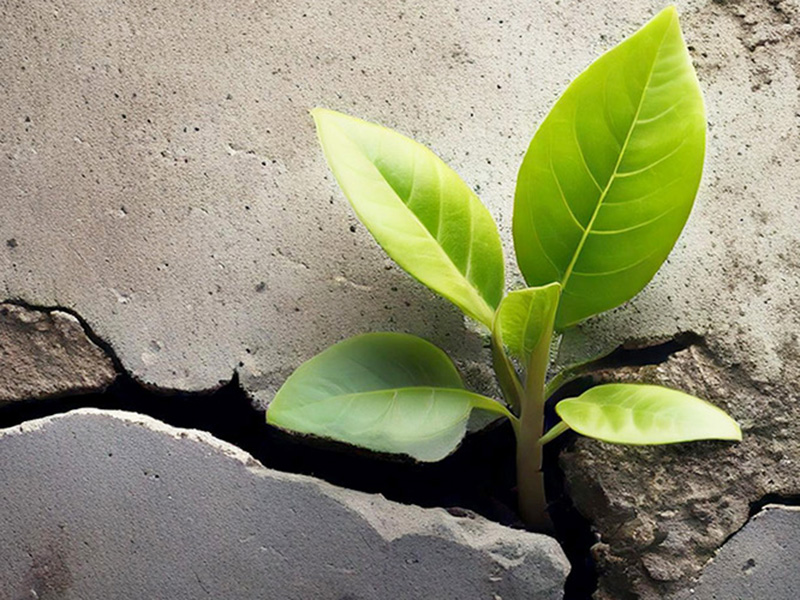  Subvention Entsiegelungsmaßnahmen